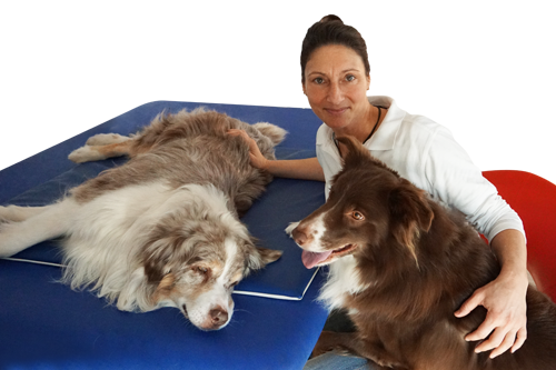 Hunde Physiotherapie von Nicole Bonitz. Krankengymnastik für Ihren Hund!