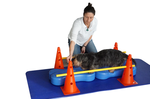 Hunde Physiotherapie von Nicole Bonitz. Krankengymnastik für Ihren Hund!